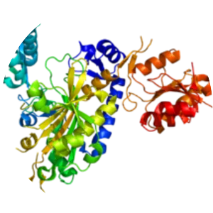 Glycine—tRNA ligase - 