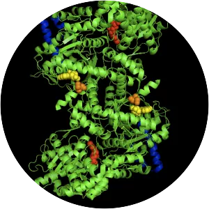 Glycogen phosphorylase - 