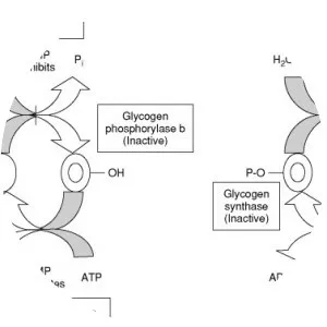 Glycogen synthase photograph