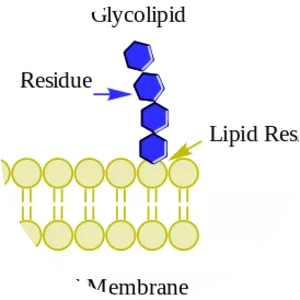 Glycolipid - 