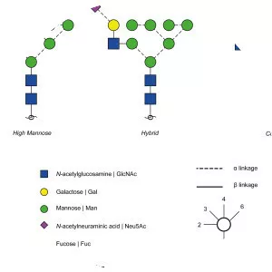 Glycosylation - Chemical compound