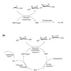 Glycosyltransferase - Protein