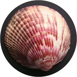 Glycymerididae