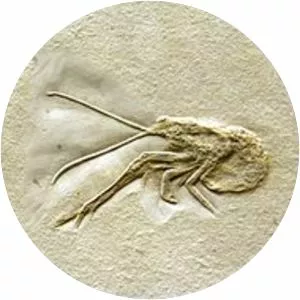 Glypheoidea