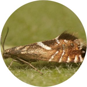 Glyphipterix forsterella - 