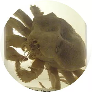 Glyptolithodes - Animal