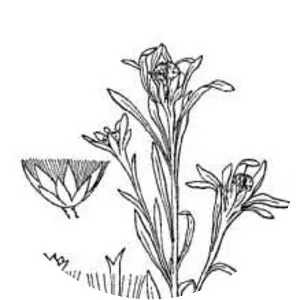 Gnaphalium uliginosum