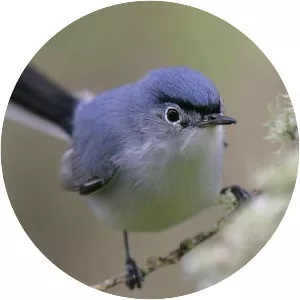 Gnatcatcher