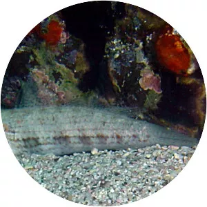 Gnatholepis thompsoni - 