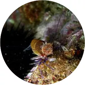 Gnathophyllum elegans