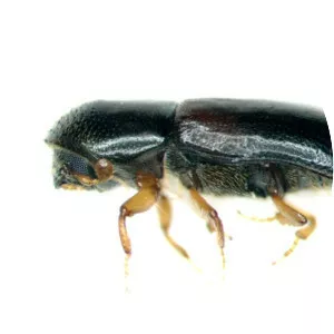 Gnathotrichus materiarius