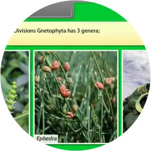 Gnetophytes