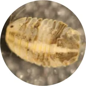 Gnorimosphaeroma - Animal