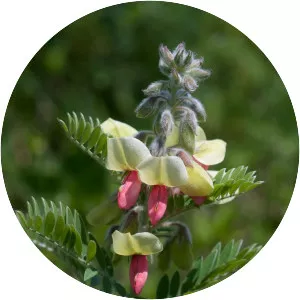 Goat's rue
