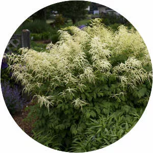 Goatsbeard