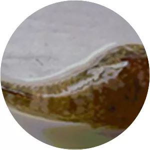 Gobiesox marmoratus - 