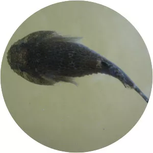 Gobiesox strumosus - 