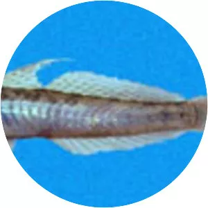 Gobionellus microdon - 