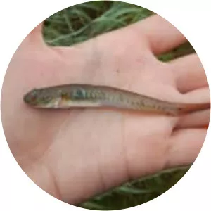 Gobionellus oceanicus