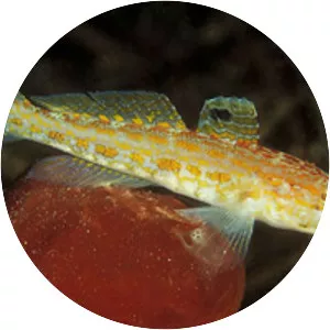 Gobius kolombatovici