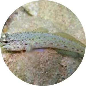 Gobius - Fish