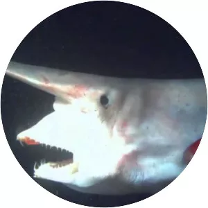 Goblin shark