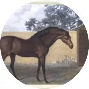 Godolphin Arabian