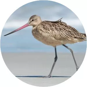 Godwit