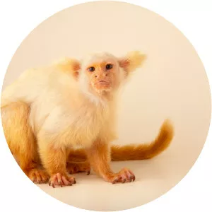 Gold-and-white marmoset