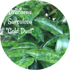 Gold dust dracaena