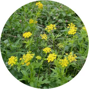 Golden Alexander - Plants