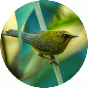 Golden babbler - 