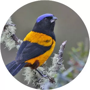 Golden-backed mountain tanager