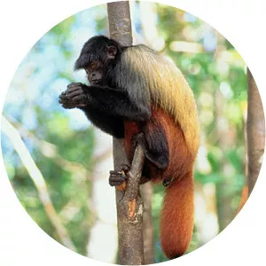 Golden-backed uakari