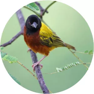 Golden-backed weaver