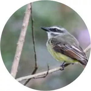 Golden-bellied flycatcher