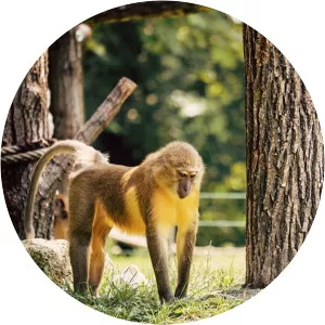 Golden-bellied mangabey