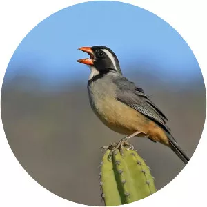 Golden-billed saltator