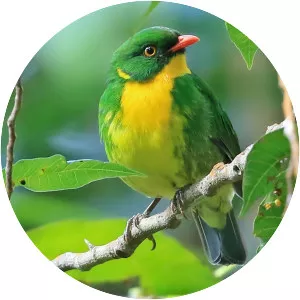 Golden-breasted fruiteater - Bird