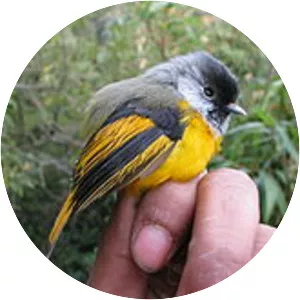 Golden-breasted fulvetta - 