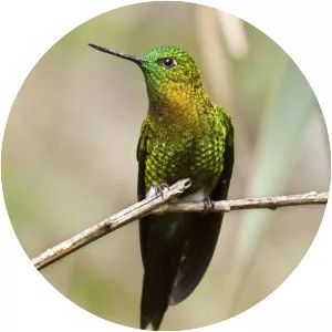 Golden-breasted puffleg - Bird