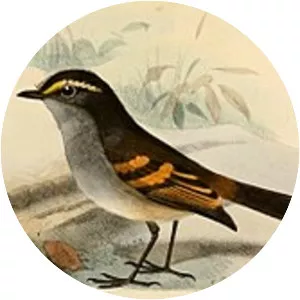 Golden-browed chat-tyrant
