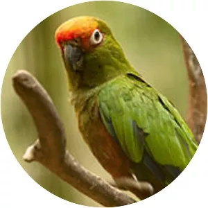 Golden-capped parakeet