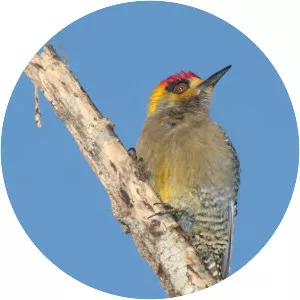 Golden-cheeked woodpecker