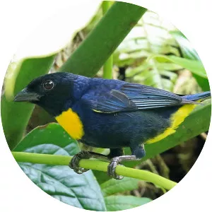 Golden-chested tanager