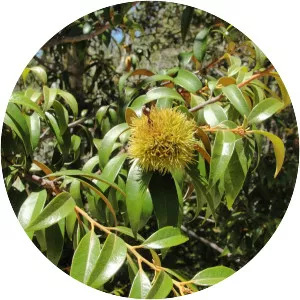 Golden chinquapin - 