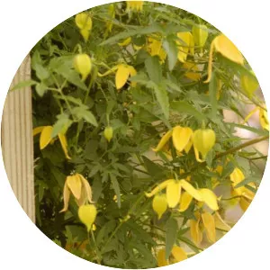 Golden Clematis - 