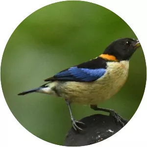 Golden-collared honeycreeper - Bird