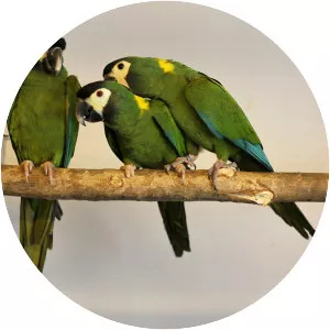 Golden-collared macaw