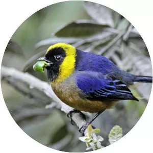 Golden-collared tanager
